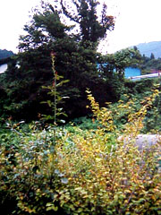 RosewithBushes_؂ƈꏏ̉ăo