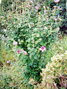 OtherFlowerTree_̑̉