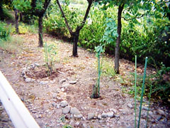 SummerRoseWayside_Ă̓[̃o