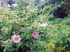 OtherFlowersofSummer_̉Ẳ