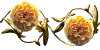 Ninto_w_GrahamThomas.gif (3772 oCg)