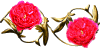 Ninto_w_LDBraithwaite.gif (4001 oCg)
