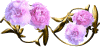 Ninto_w_MaryRose.gif (4096 oCg)