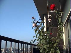 AutumnSeasonofRose_HV[Ỹo