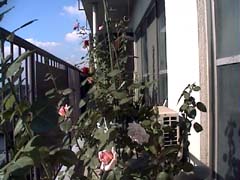 AutumnSeasonofRose_HV[Ỹo