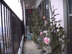 LateAutumnSeason_ӏĤ