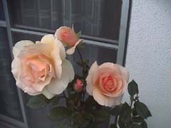 ByAppointmentofAutumnFlower_H̃oCA|Cgg