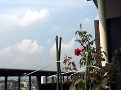 SummerSeasonofRose_ỏăV[Y