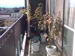 PruningBranch_Before_~܂̔
