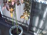 PruningBranch_DuftZauber84_~Õhtgc@Eo[WS