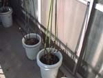PruningBranch_After_~肷񂾔