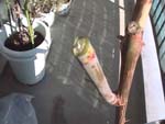 PruningBranch_}肠