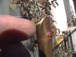 PruningBranchCutCrack_}̂Ђъ