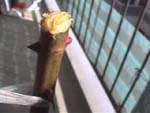 PruningBranchFinishPasting_}̓h芮