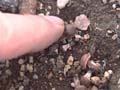 BeforeRepottingMushroom_AւOɐĂLmR