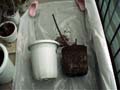 RepottingPotNo1_Aւ̔PԖ