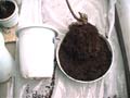 RepottingPotNo1Root_Aւ̔PԖڂ̍