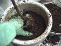 RepottingPotNo1Finish_AւPԖڊ