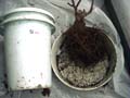 RepottingPotNo2NeatRoot_AւQԖڍ̐