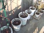 AfternoonRepottingPots_Aւ̔
