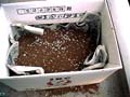 MakingLeavenManure13_{JVŔɂPTl߂