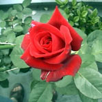 03Duft84.jpg(9kByte)