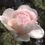03Heritg.jpg(8kByte)