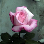 03LadyL.jpg(7kByte)