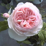 04Heritg.jpg(9kByte)