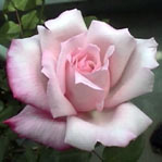 04LadyL.jpg(7kByte)