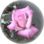 03LadyL.jpg (5162 oCg)