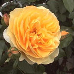 Graham_Thomas