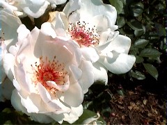 01JacqurineDuPre