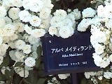 02AlbaMeidiland