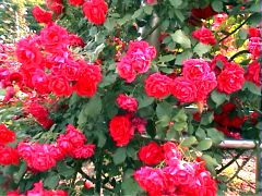 051PaulsScarletClimber