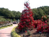 05PaulsScarletClimber