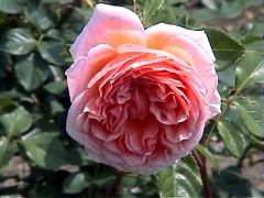 032AbrahamDarby