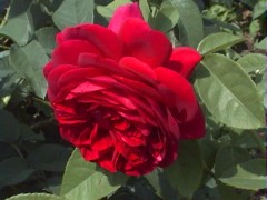 091TheDarkLady