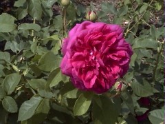 092TheDarkLady