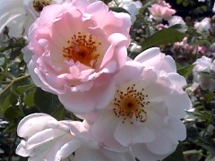 130PeachBlossom
