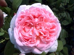 141EglantyneMasako