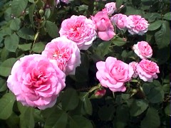 170GertrudeJekyll