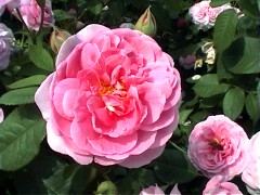 171GertrudeJekyll