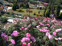 172GertrudeJekyll