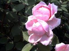 180BrotherCadfael