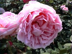 181BrotherCadfael