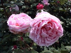 182BrotherCadfael