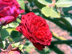 05EmpereurDuMaroc