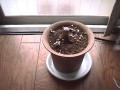 Root Stock waiting 1week 1TԃJ[ẻeŗ{