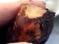 Cut face of root stock ؂̐ؒf